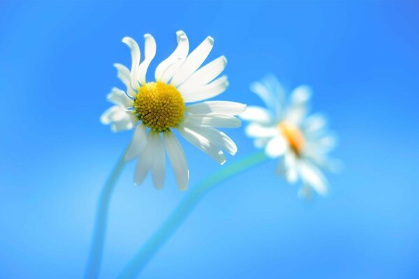 Chamomile flower in reflection on a blue background