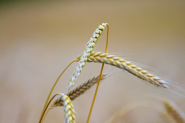 Wheat ears on a blurry background