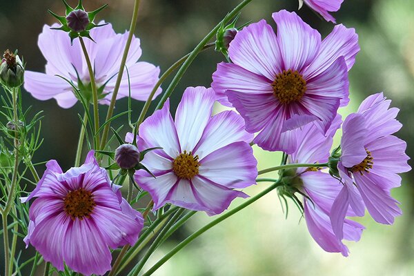 Fiore di Cosmea rosa su carta da parati