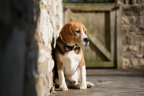 Chien triste sur le porche de la maison