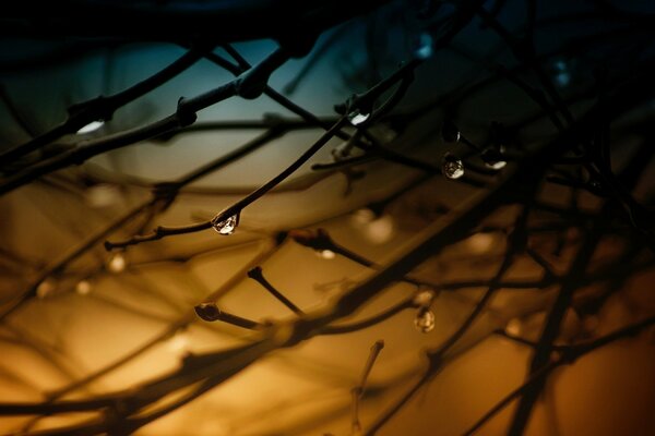 Dew drops on branches against the background of dawn