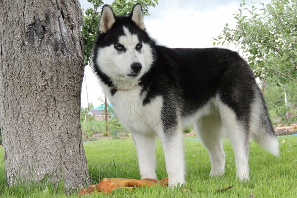 Schöner Husky auf einer Lichtung in der Nähe eines Baumes