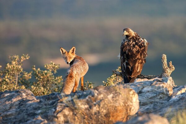 Predatori volpe e Aquila. Uno sguardo nell obiettivo