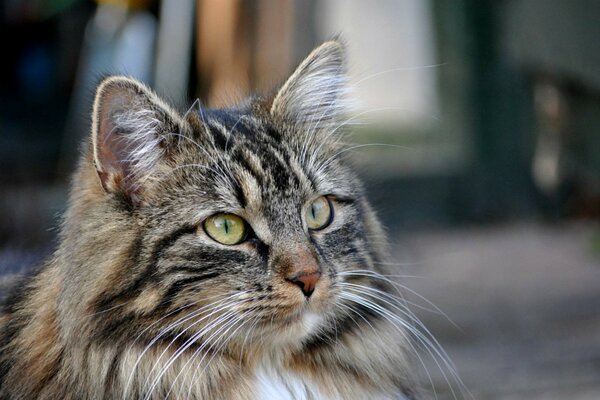 Un chat qui ne se détache pas