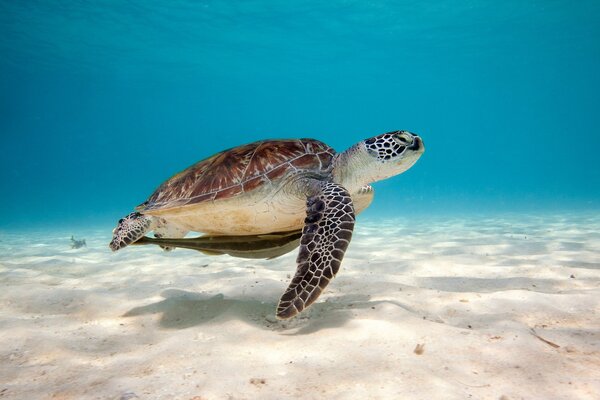 Une tortue avec une énorme carapace flotte sur le fond marin