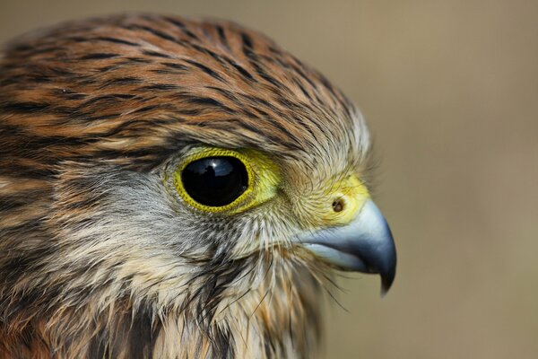 Expressive look of a kestrel bird