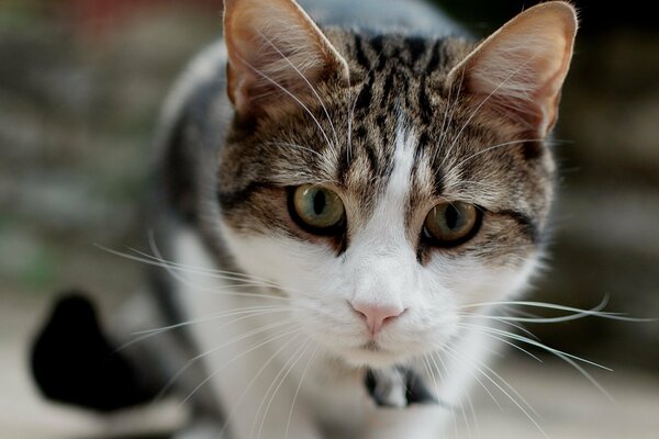 The striped cat looks intently