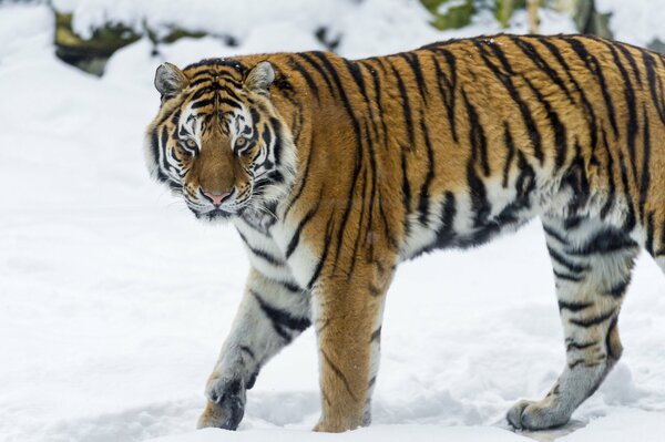 Amur-Tiger im Winter auf der Jagd