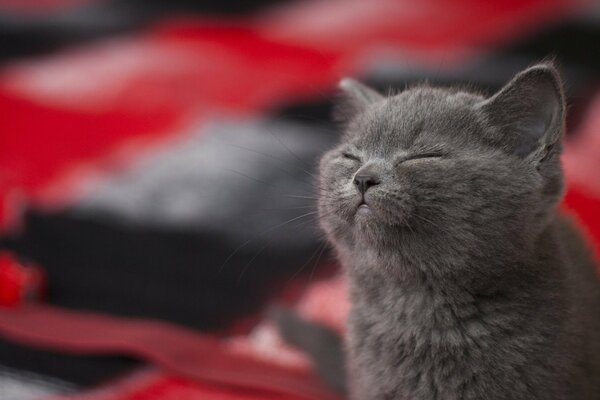 A contented kitten with his eyes closed. Pleasure and bliss