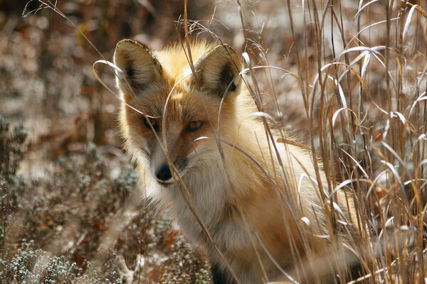 Ein Fuchs im Frühlingswald sitzt im Gras