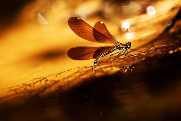 A dragonfly sitting on a blade of grass against a background of glare