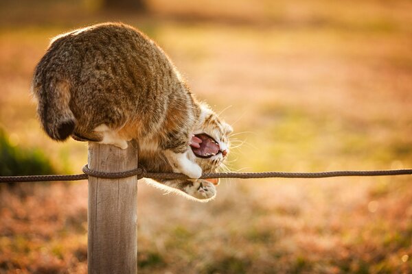 Lustige Katze spielt mit Seil