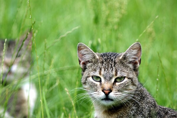 Кошка смотрит сидит в траве