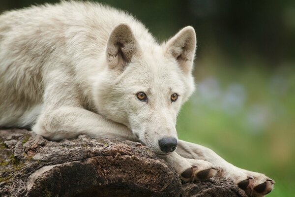 Der weiße Polarwolf hat über etwas nachgedacht