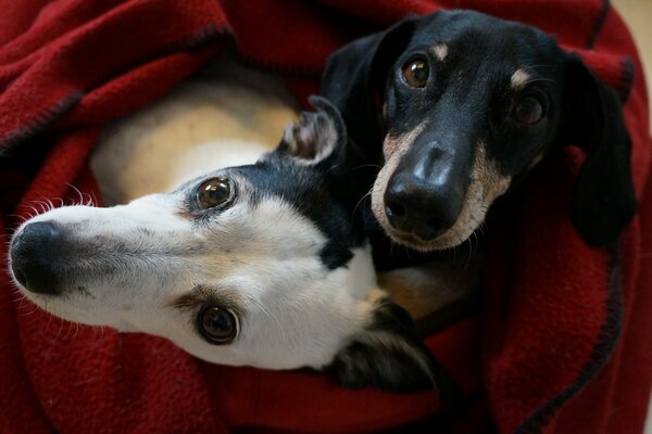 Dogs wrapped in a red plaid