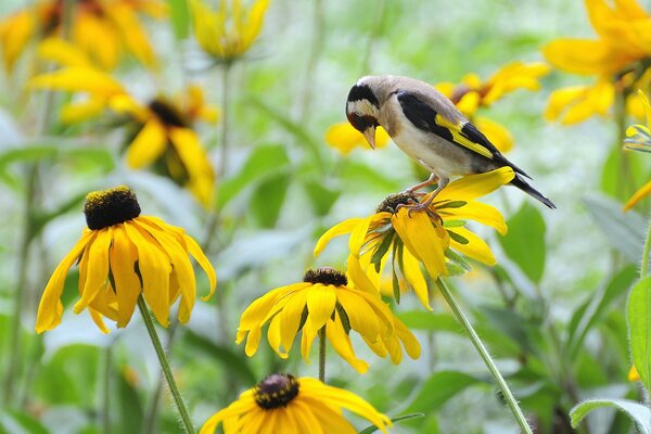 A goldfinch bird on a yellow flowering field