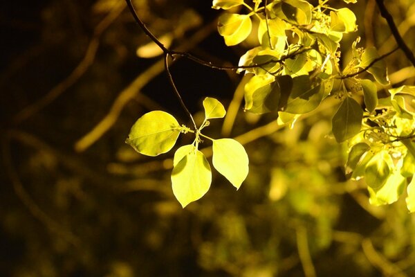 Feuilles jaunes sur un arbre au soleil