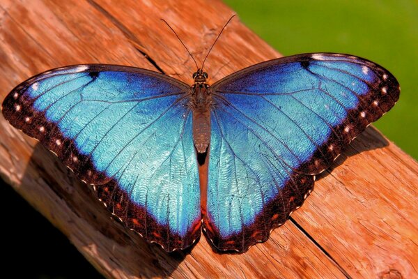 Türkisfarbener Morpho-Schmetterling am Baumstamm