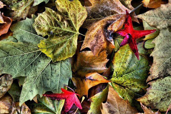 Autumn colored leaves on the ground