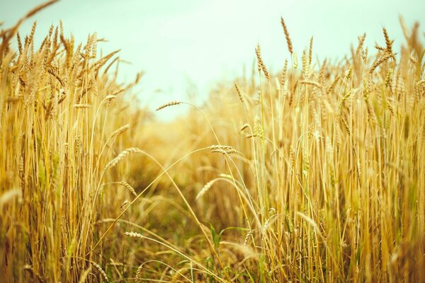 Campo estivo con spighe di grano