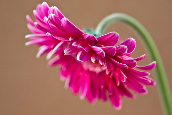 Grandi petali di gerbera rosa