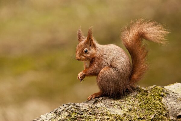 Red squirrel on a rock in the forest