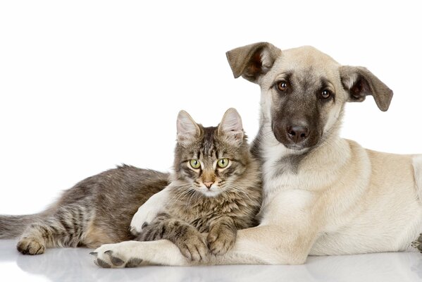 Gato y perro amigos. Friends and love