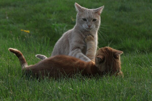 Gatos tirados en la hierba jugando