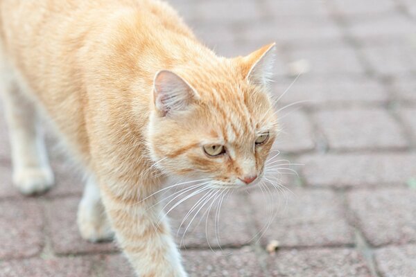 Red cat on gray asphalt