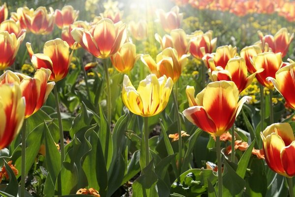 Red and yellow tulips illuminated by the sun