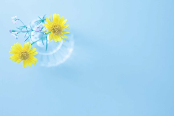 Yellow flowers in a vase on a blue background