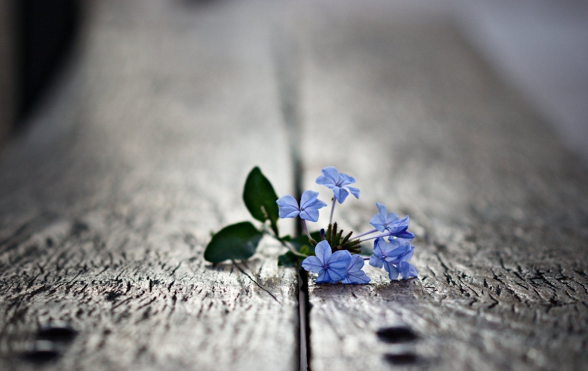 fleurs banc barre planche gros plan photo