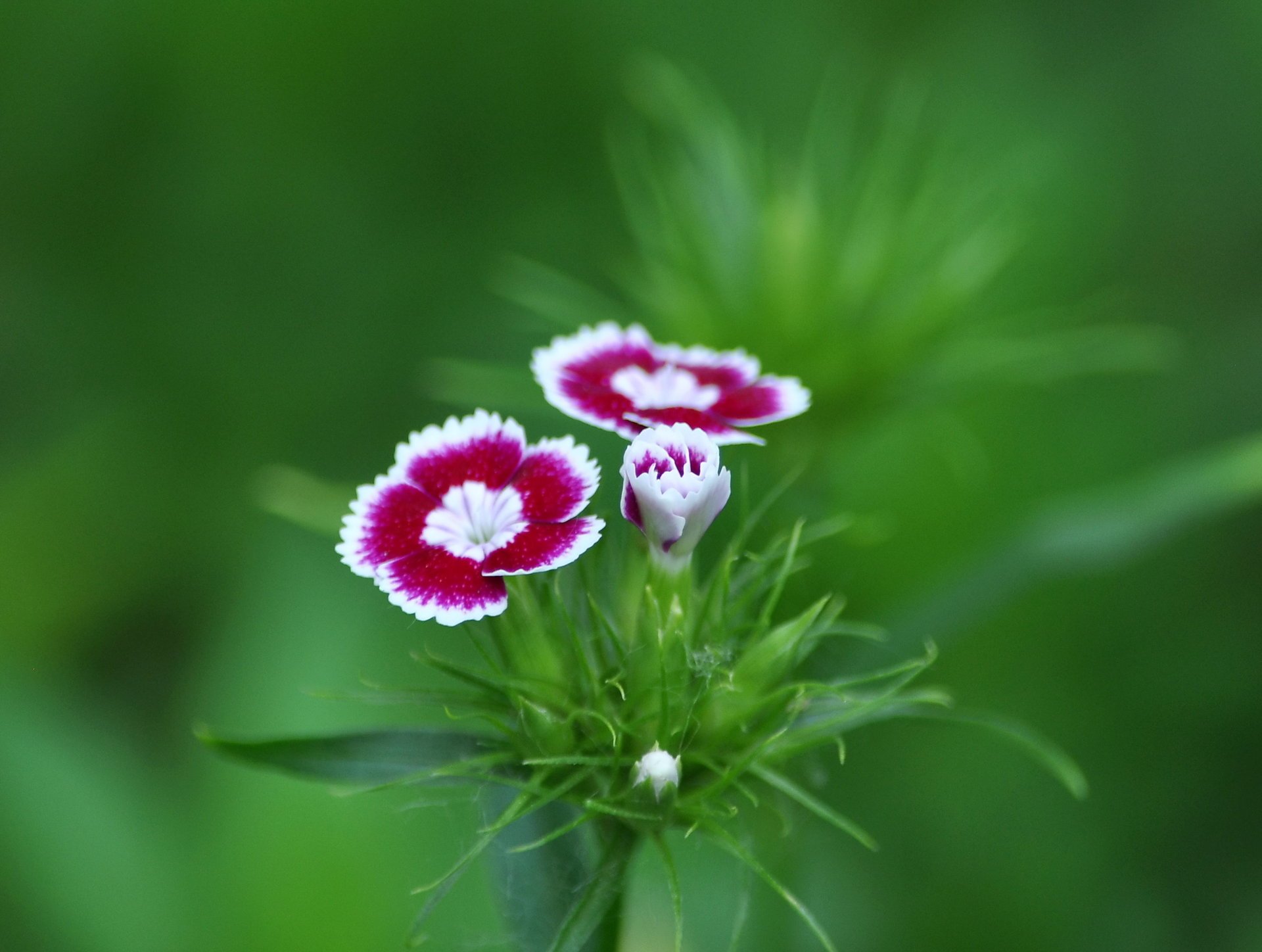 fleurs macro fond été oeillet