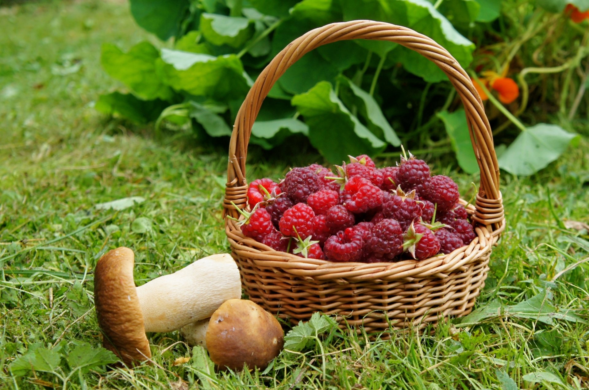 raspberries mushrooms basket boletu