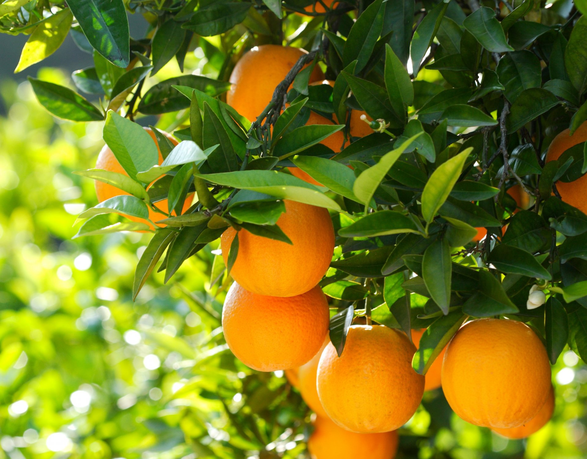 naranjas frutas hojas