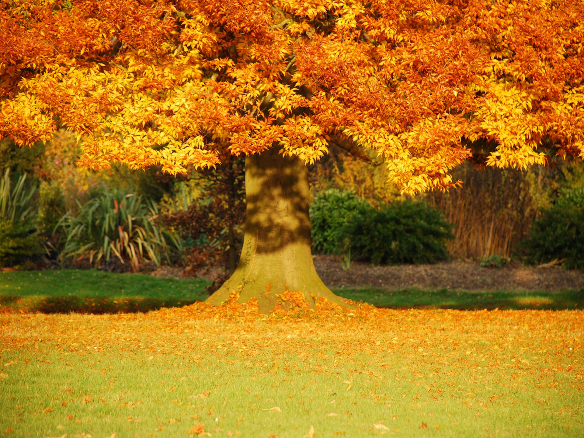 gold autumn