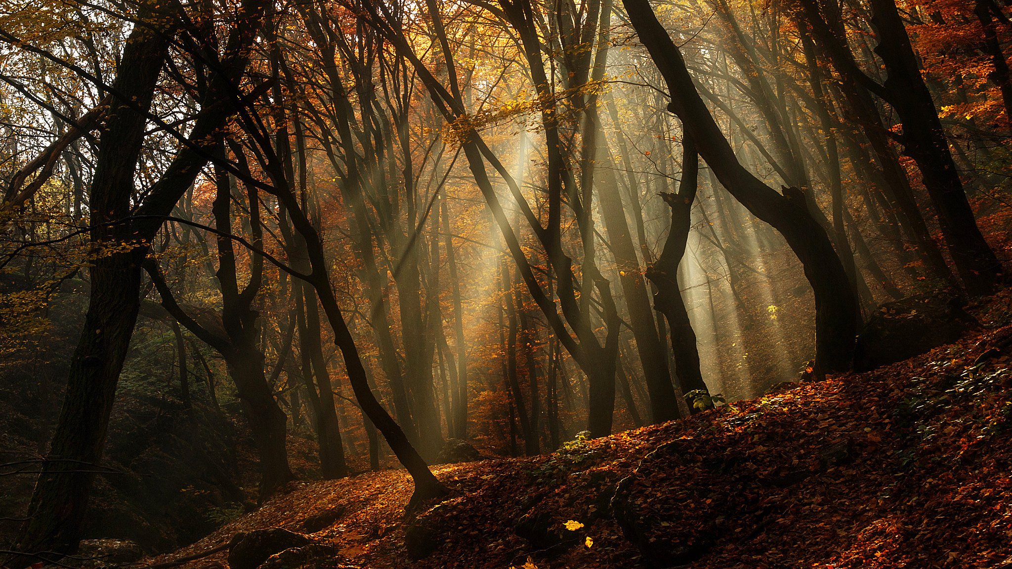 dense automne arbres forêt lever du soleil matin lumière