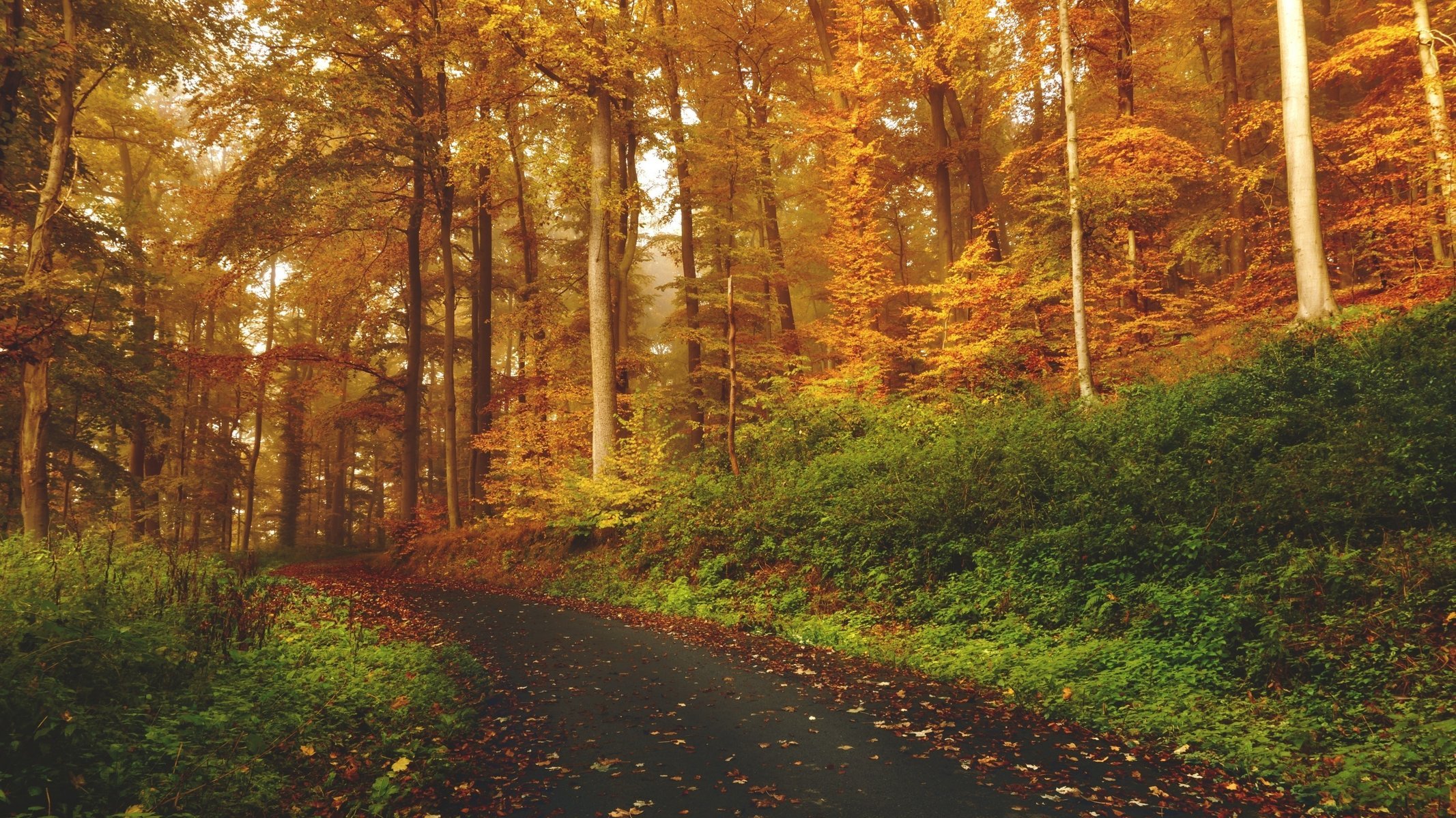 natura strada autunno