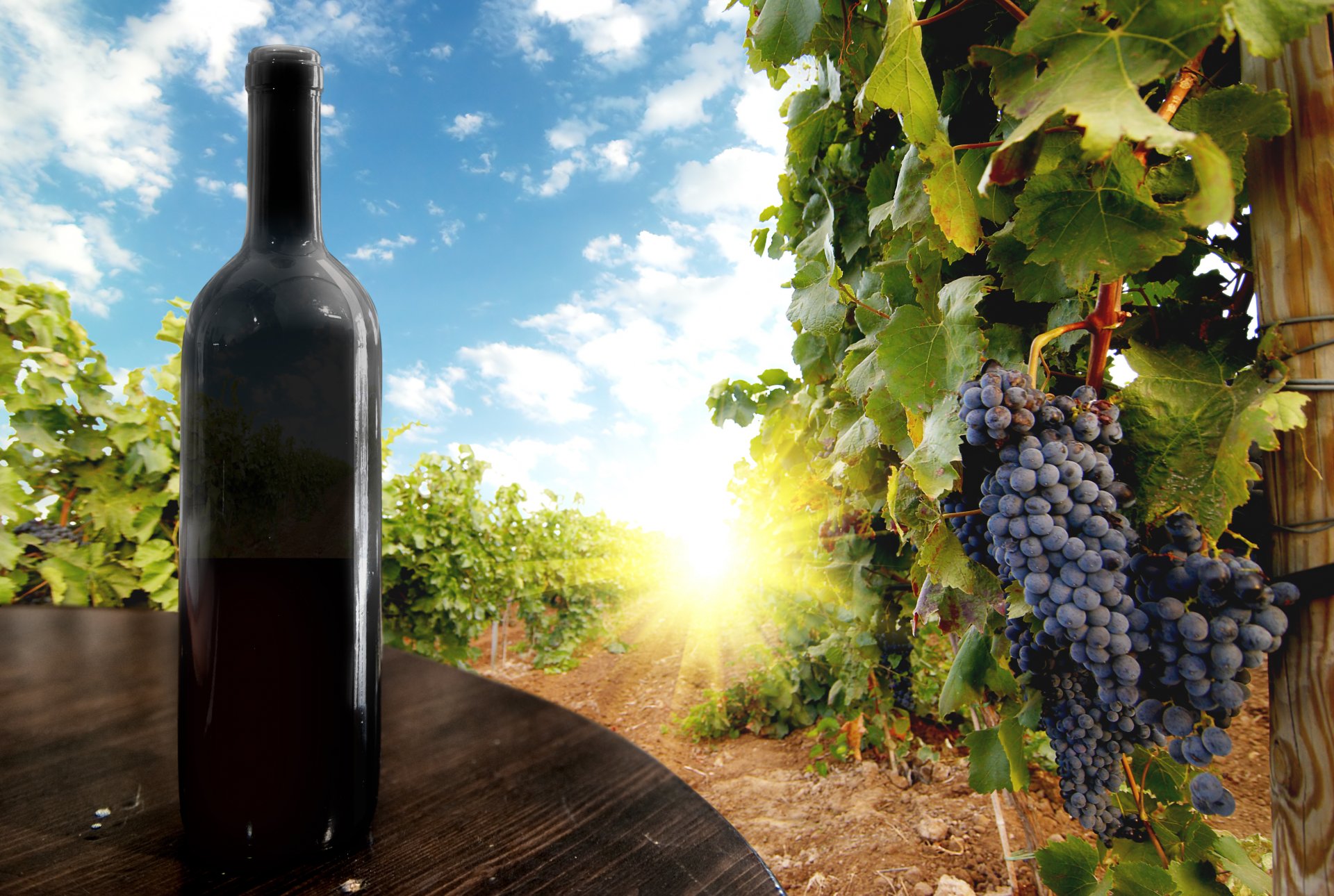 wine bottle table vineyard grapes black pile brush berries leaves sky sun clouds bunch