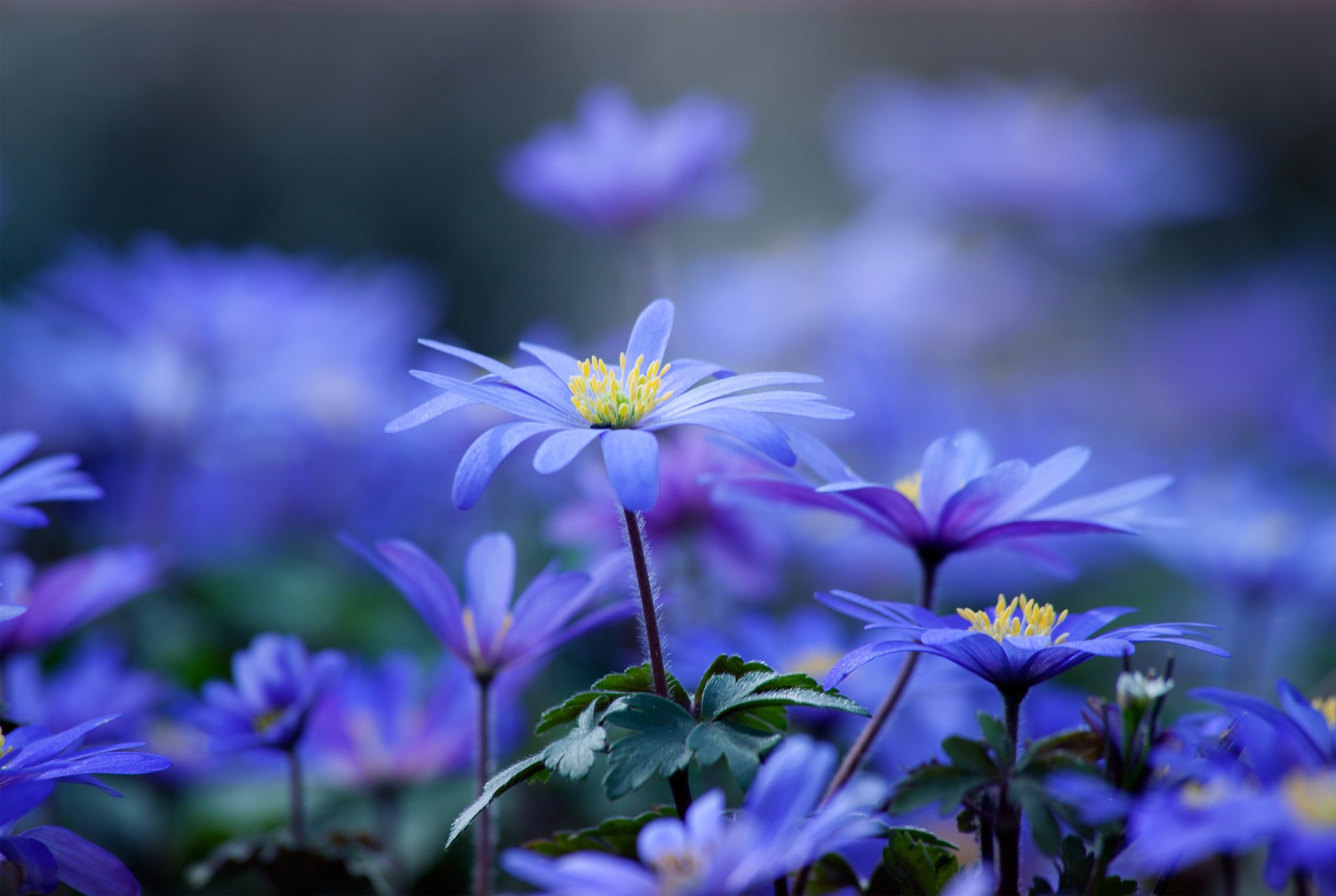 blumen blau blütenblätter stiel