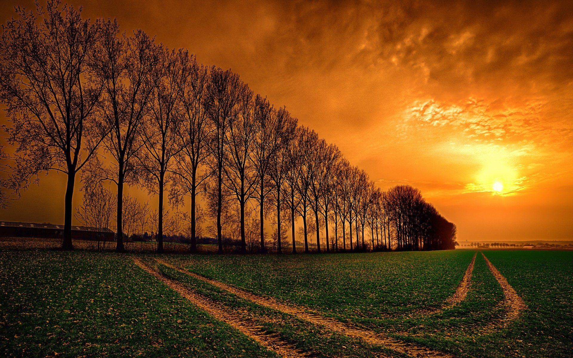 campo verano puesta de sol