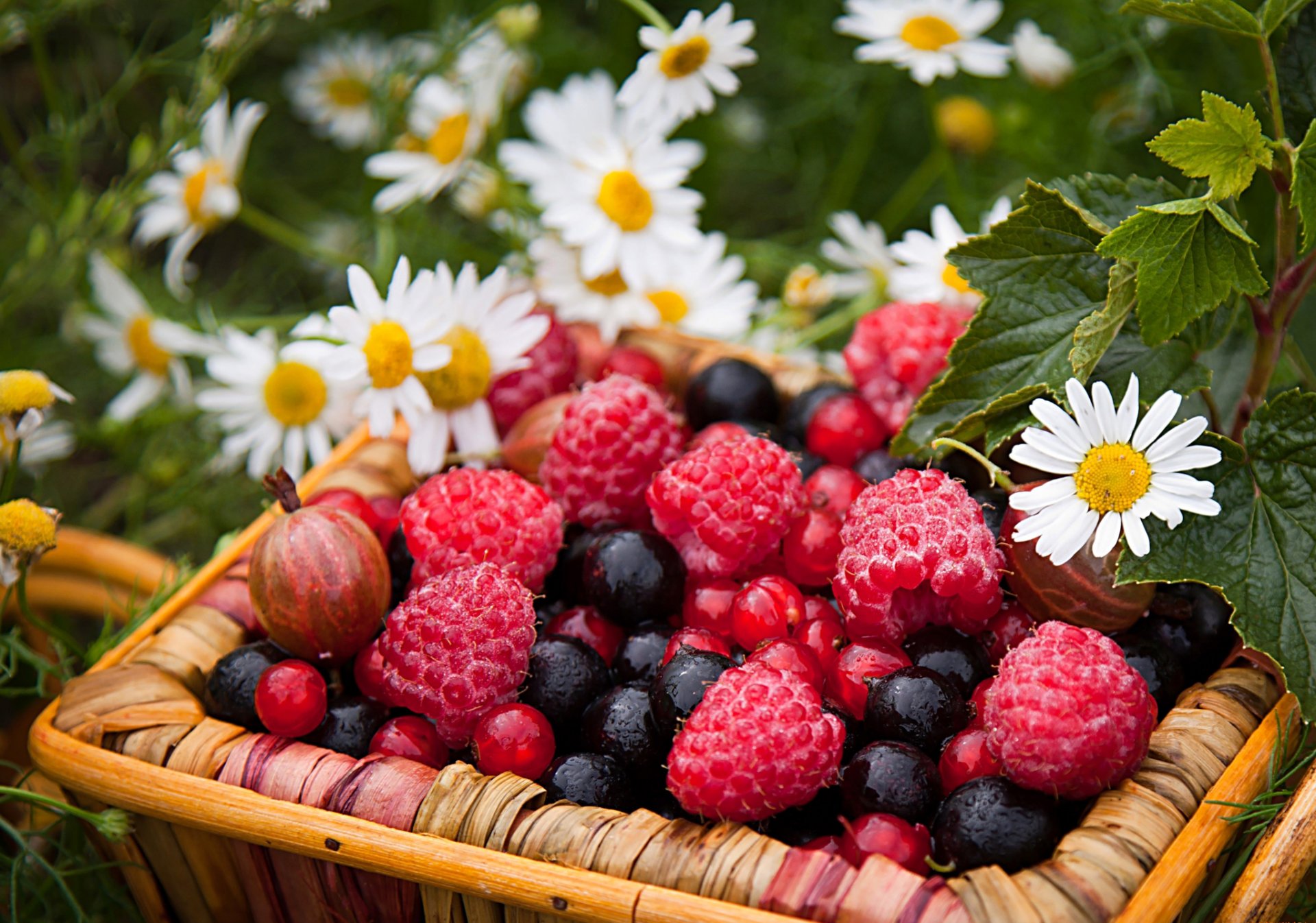 baies framboises groseilles à maquereau groseilles panier fleurs marguerites