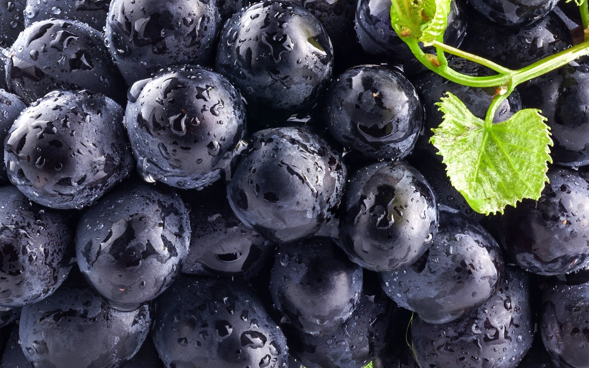 raisin baie noir bleu feuilles baies