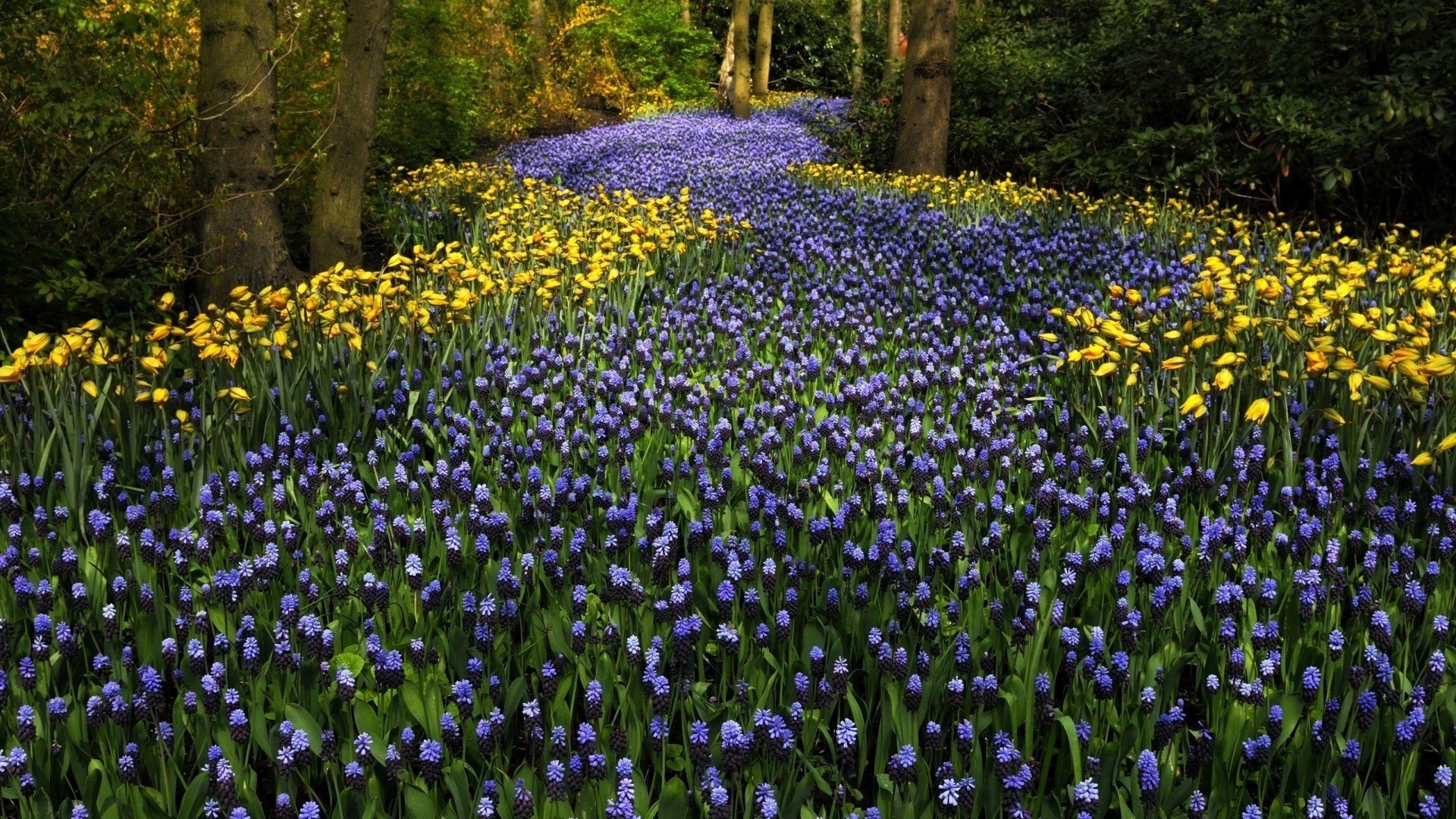 keukenhof fiori paesi bassi parco alberi giacinti tulipani