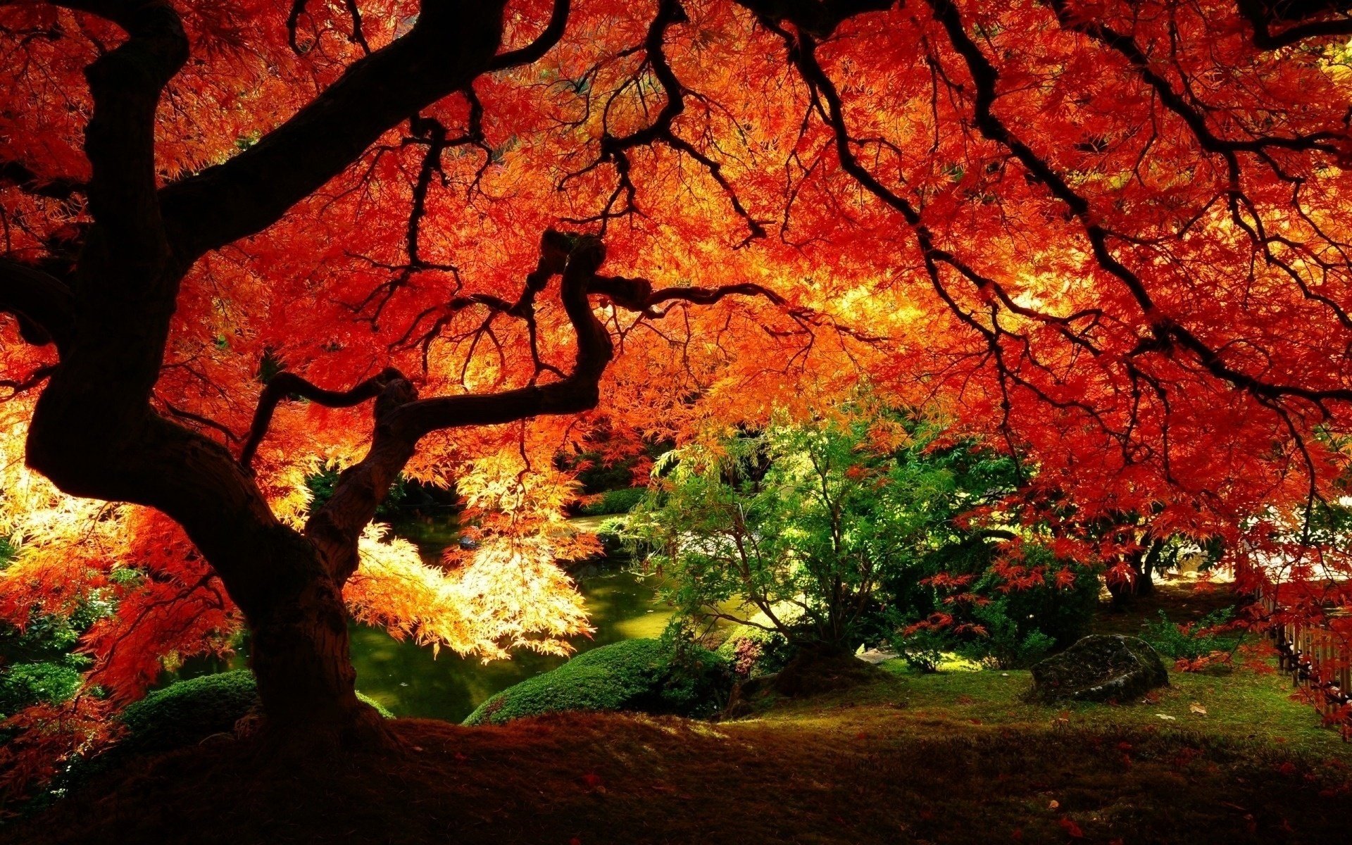 hermoso otoño árbol de cuento de hadas ancho bajo corona amarilla árbol parque