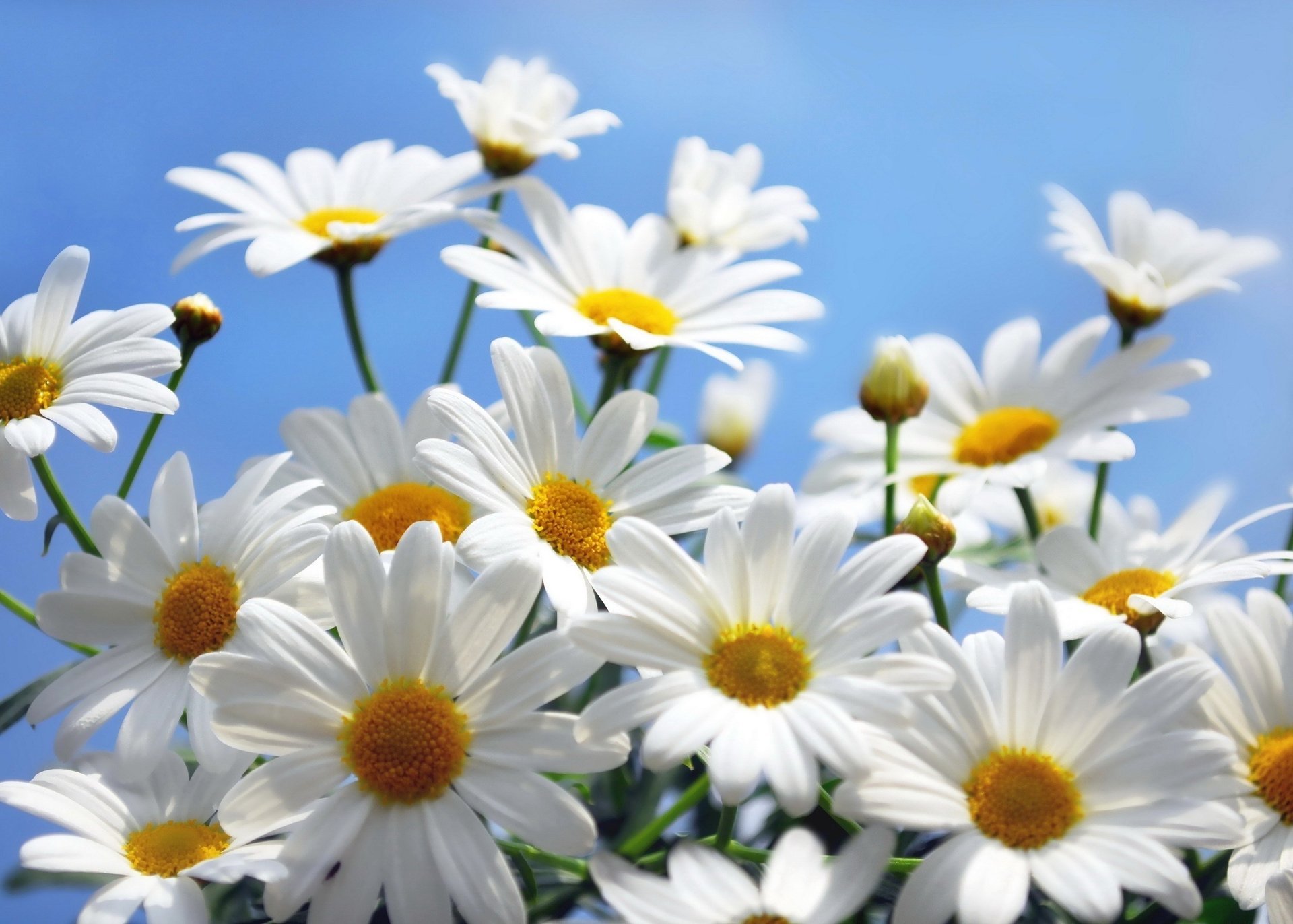 flowers chamomile the sky