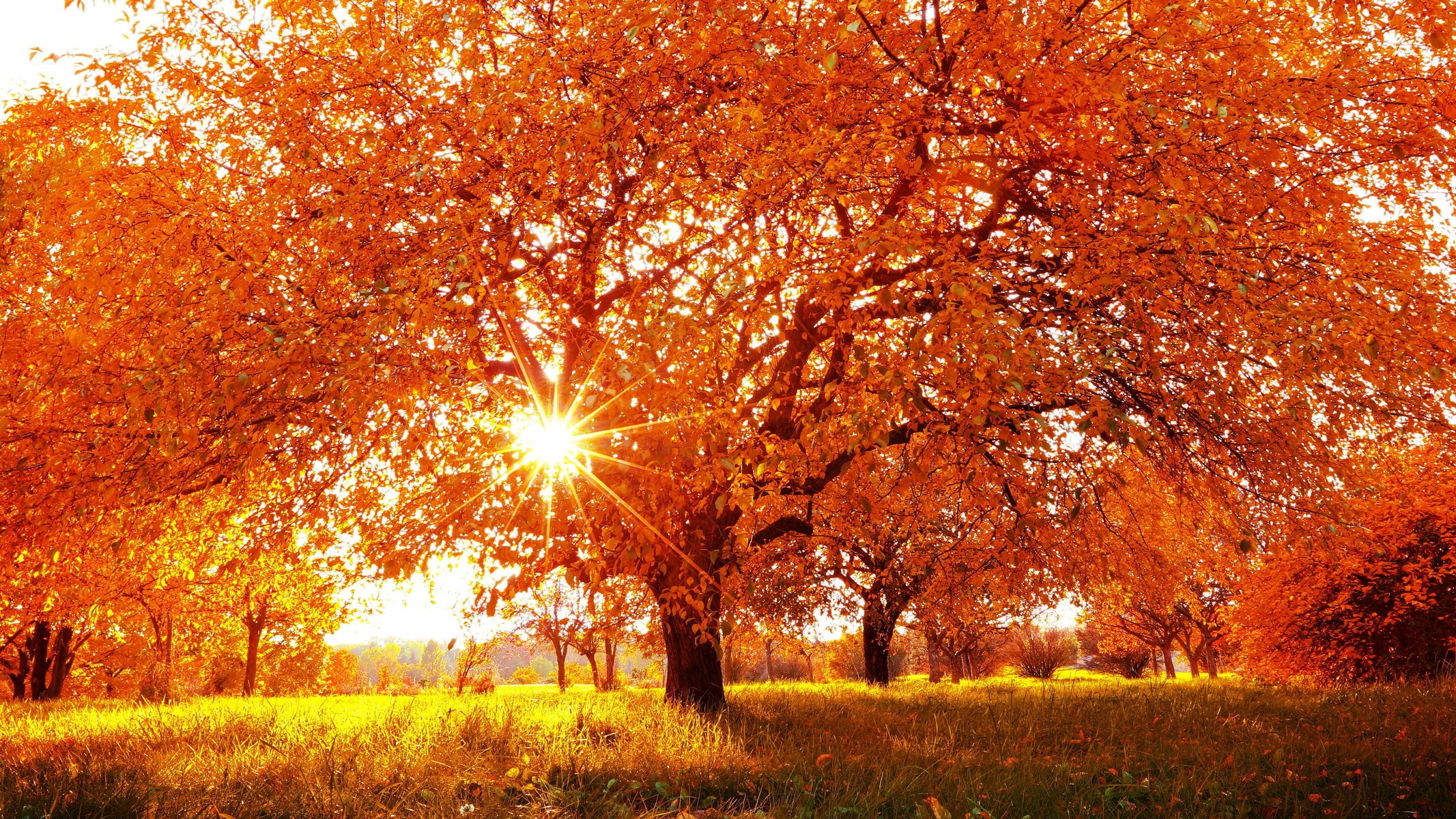 autumn nature beautiful the sun