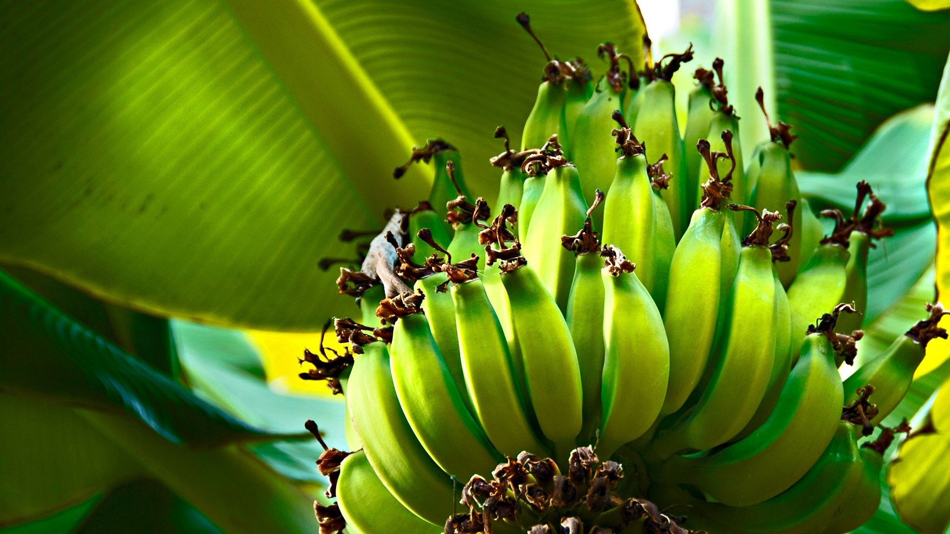 green bananas tree leave