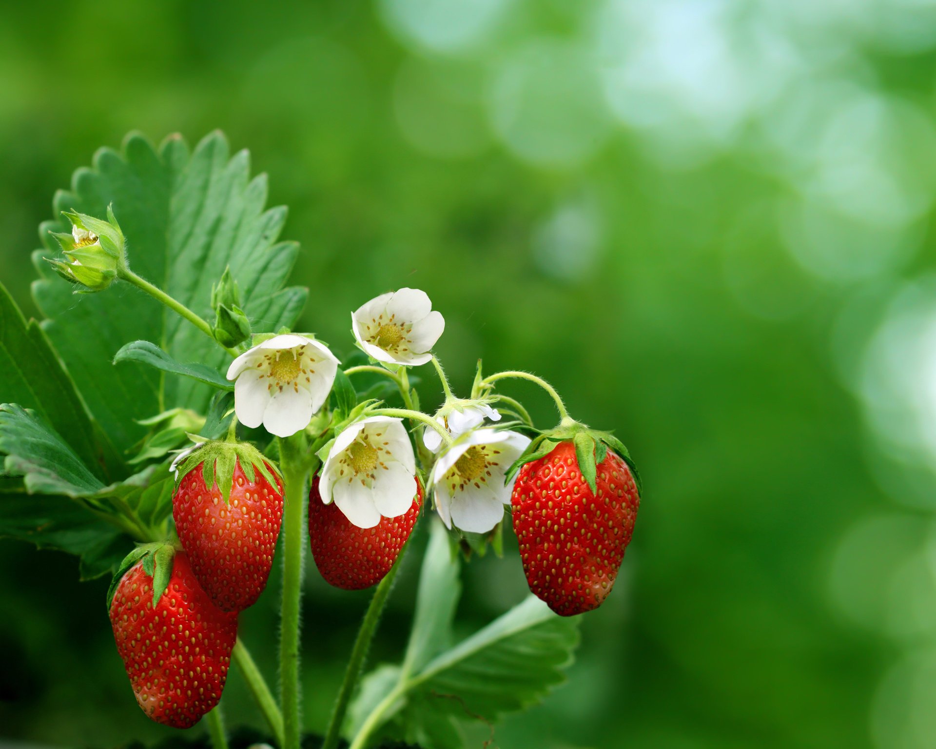 kwiaty natura makro zdjęcie wiosna truskawka