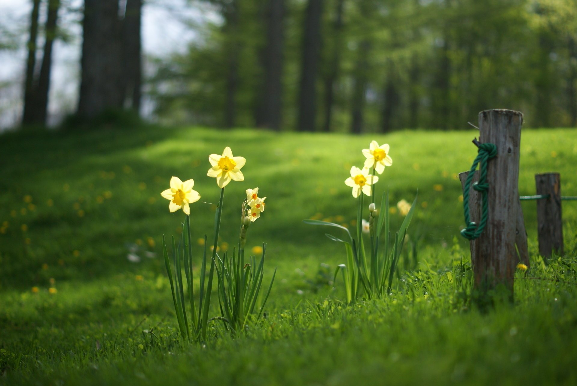 lichtung gras wald frühling narzissen